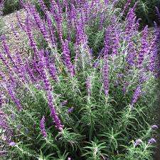 Image result for Salvia pratensis `Rose Rhapsody