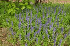 Attēlu rezultāti vaicājumam “Ajuga genevensis”