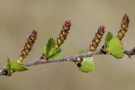 Attēlu rezultāti vaicājumam “Betula nana flower”