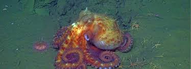 Image result for Enteroctopus dofleini