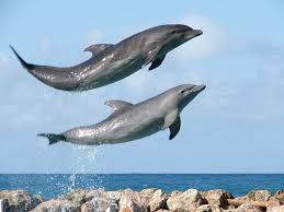 Image result for Dolphin Sub Aqua