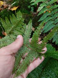 Attēlu rezultāti vaicājumam “Polystichum braunii”