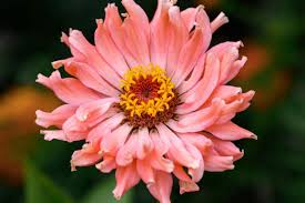 Image result for Zinnia elegans