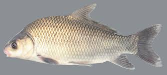 Image result for Ictiobus bubalus