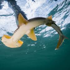 Image result for Sphyrna corona