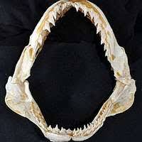 Image result for Carcharhinus acronotus