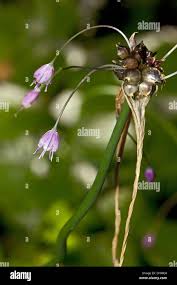 Attēlu rezultāti vaicājumam “Allium oleraceum flower”
