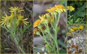 Attēlu rezultāti vaicājumam “Aphis jacobaeae”