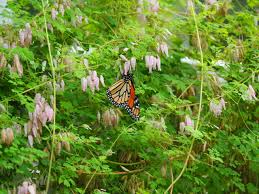 Image result for Adlumia cirrhosa