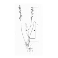 Attēlu rezultāti vaicājumam “Liparis loeselii leaf”