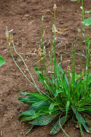 Attēlu rezultāti vaicājumam “Plantago lanceolata leaf”