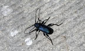 Attēlu rezultāti vaicājumam “Callidium violaceum”