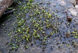 Attēlu rezultāti vaicājumam “Seligeria donniana”