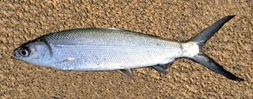 Image result for Chanos chanos