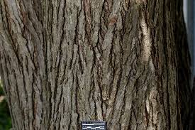 Attēlu rezultāti vaicājumam “Cercidiphyllum japonicum”