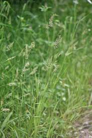 Attēlu rezultāti vaicājumam “Anthoxanthum odoratum”