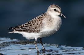 Image result for Calidris ruficollis