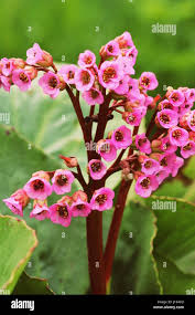 Attēlu rezultāti vaicājumam “Bergenia crassifolia flower”