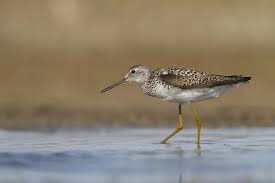 Attēlu rezultāti vaicājumam “Tringa stagnatilis adult”