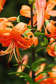 Attēlu rezultāti vaicājumam “Lilium lancifolium flower”