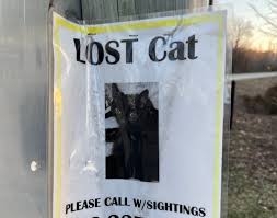 Image result for cat found