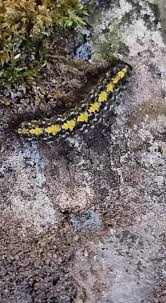 Attēlu rezultāti vaicājumam “Setina irrorella”