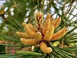 Attēlu rezultāti vaicājumam “Pinus pumila male flower”