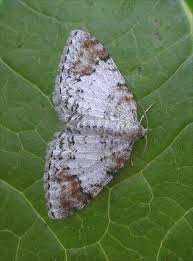 Attēlu rezultāti vaicājumam “Venusia blomeri”