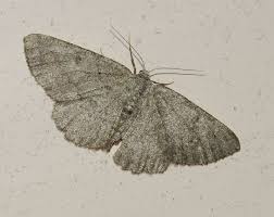 Attēlu rezultāti vaicājumam “Charissa ambiguata”