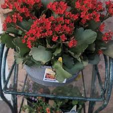 Image result for Kalanchoe blossfeldiana