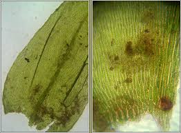 Attēlu rezultāti vaicājumam “Eurhynchium striatum”