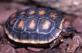 Attēlu rezultāti vaicājumam “Licea chelonoides”