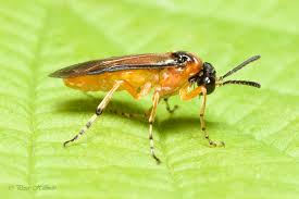 Attēlu rezultāti vaicājumam “Athelia pyriformis”