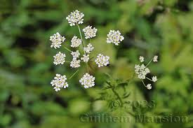 Image result for Chaerophyllum aureum