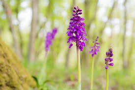 Attēlu rezultāti vaicājumam “Orchis mascula bud”