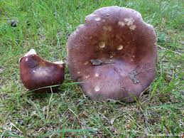 Attēlu rezultāti vaicājumam “Russula vesca”