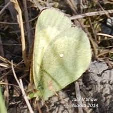 Attēlu rezultāti vaicājumam “Colias palaeno”