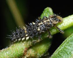 Attēlu rezultāti vaicājumam “Calvia quatuordecimguttata”