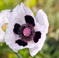 Attēlu rezultāti vaicājumam “Papaver orientale  flower”