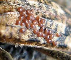 Attēlu rezultāti vaicājumam “Belbodamaeus sp.”