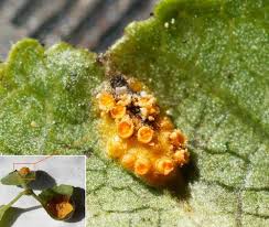 Attēlu rezultāti vaicājumam “Puccinia coronata”