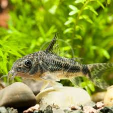 Image result for fish corydoras