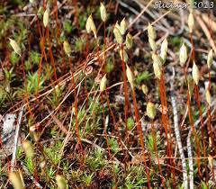 Attēlu rezultāti vaicājumam “Polytrichum piliferum sporophyte”