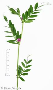 Attēlu rezultāti vaicājumam “Vicia sativa”