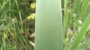 Attēlu rezultāti vaicājumam “Typha latifolia leaf”