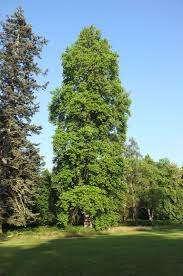 Attēlu rezultāti vaicājumam “Liriodendron tulipifera”