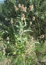 Image result for Dipsacus pilosus