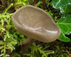 Attēlu rezultāti vaicājumam “Helvella macropus”