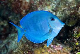 Image result for Acanthurus coeruleus