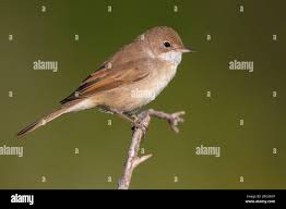 Attēlu rezultāti vaicājumam “Sylvia communis”